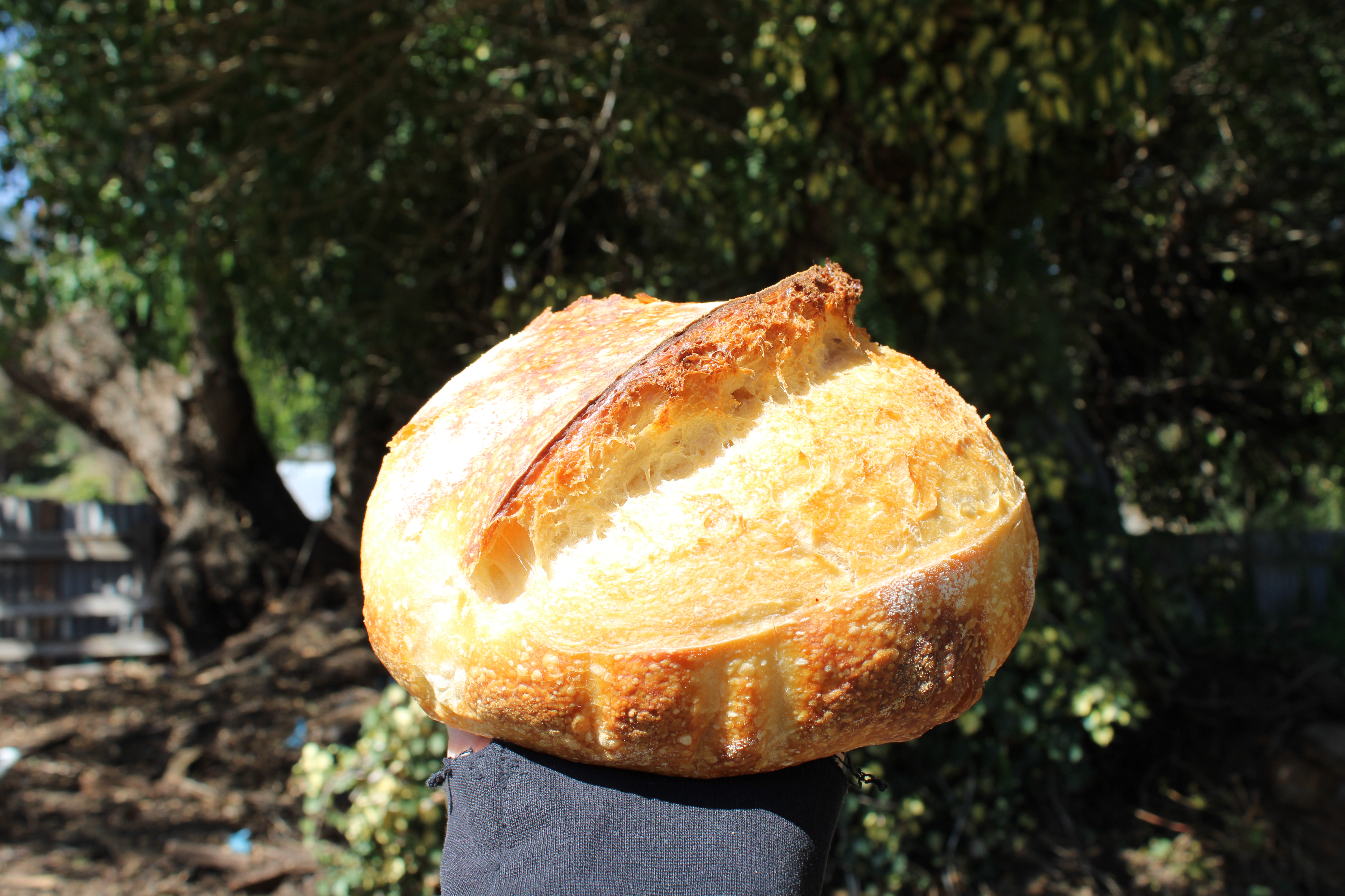 Artisan sourdough loaf